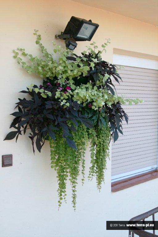 kompozycje kiwatowe.jpg