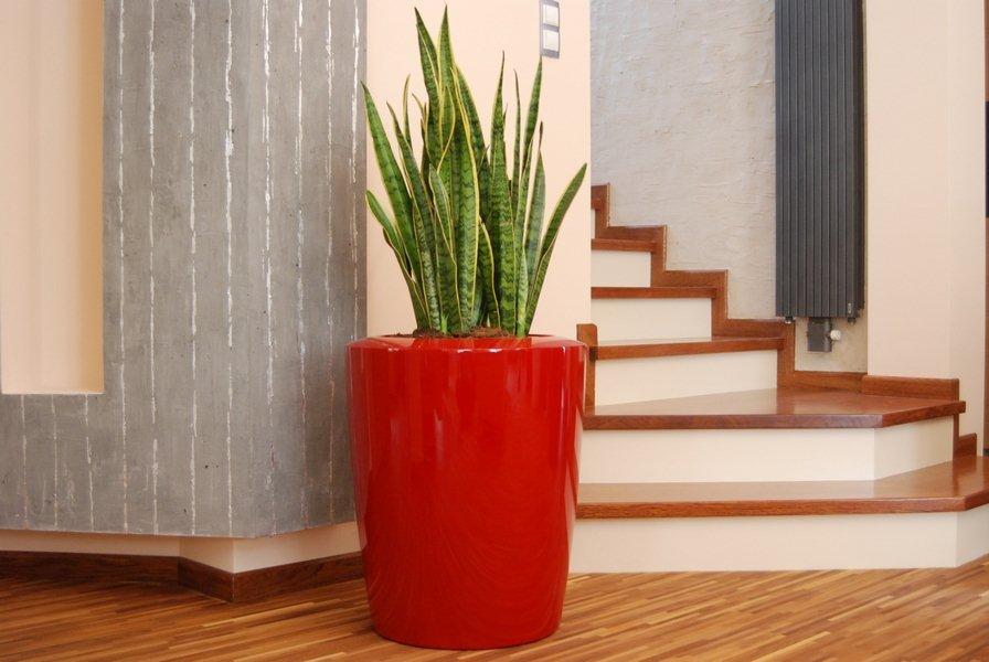 kwiaty doniczkowe.jpg