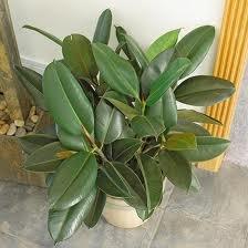 kwiaty doniczkowe.jpg