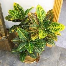 kwiaty doniczkowe.jpg