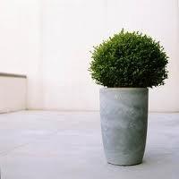 kwiaty doniczkowe.jpg