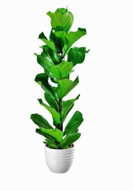 kwiaty doniczkowe.jpg