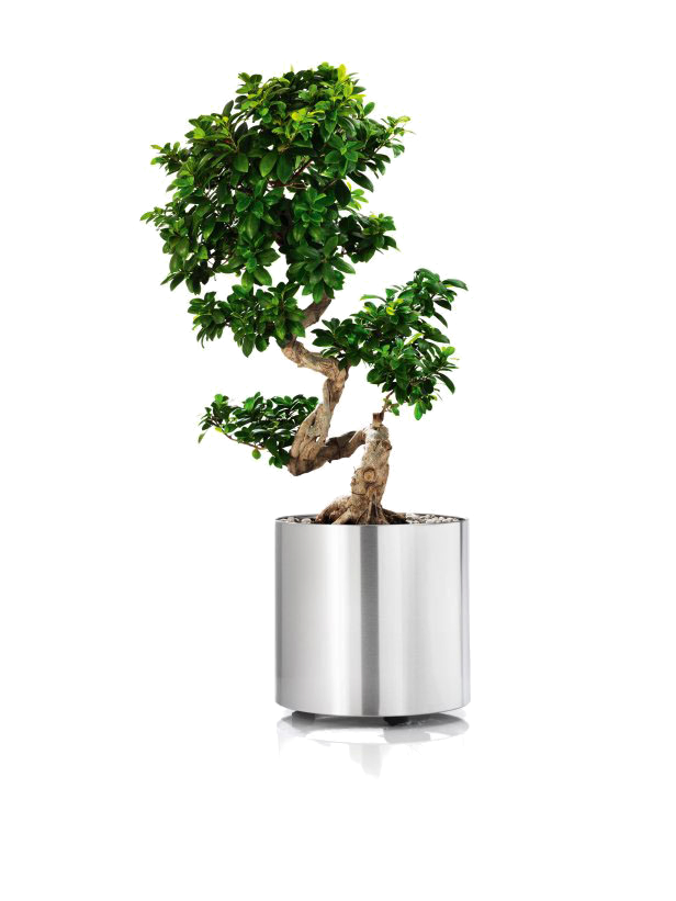 ro�lina doniczkowa.png